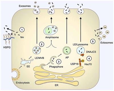 The Cell Biology of Tau Secretion